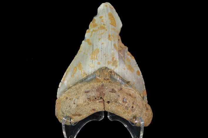 Bargain, Megalodon Tooth - North Carolina #83898